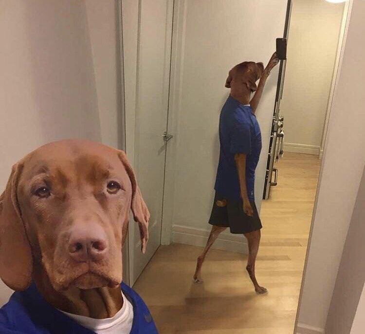 The government has a secret beam to turn people into dogs.
Ever wonder why there are so many stray dogs in the streets?
