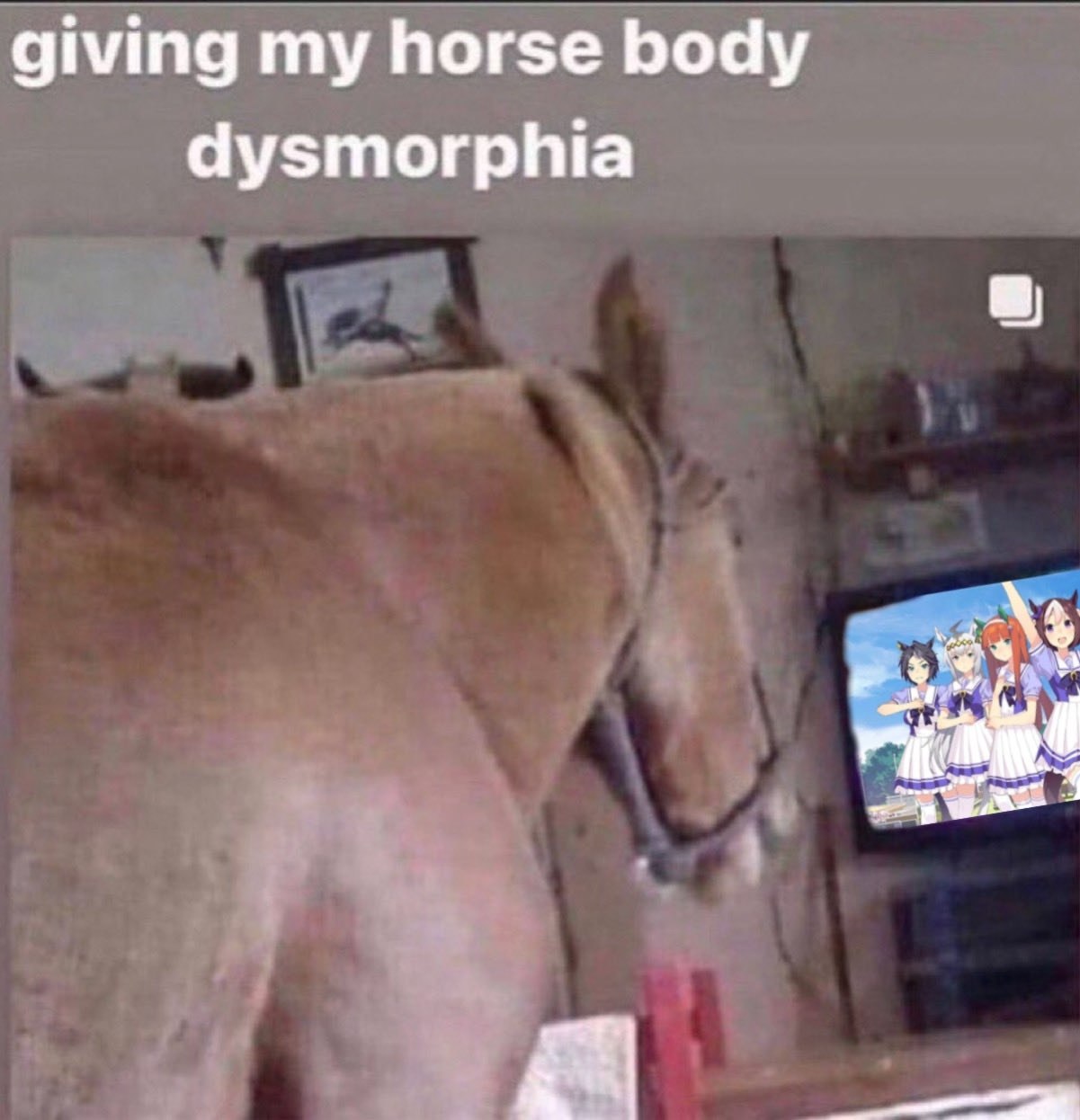 giving my horse body dysmorphia