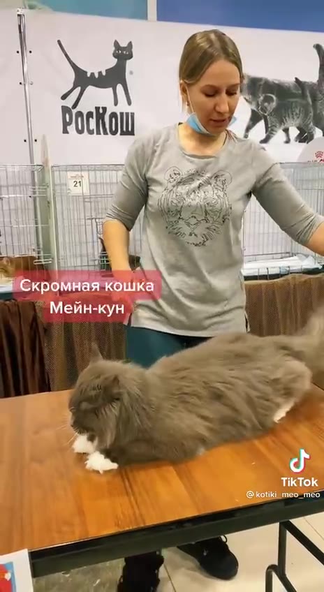 (Кош 1 Скромная кошка Мейн-кун a