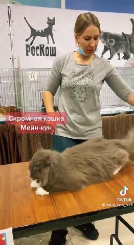 (Кош 1 Скромная кошка Мейн-кун a
