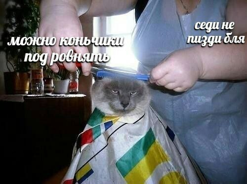 cegu не пизди бля nog