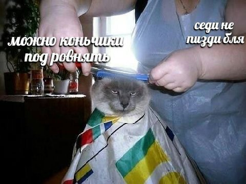 cegu не пизди бля nog