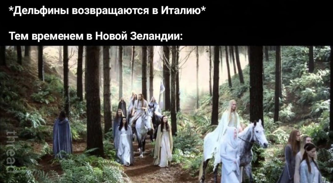 *Дельфины возвращаются в Италию* Тем временем в Новой Зеландии: A