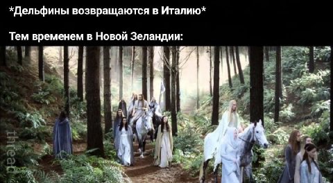 *Дельфины возвращаются в Италию* Тем временем в Новой Зеландии: A