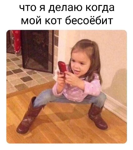 что я делаю когда мой кот бесоёбит