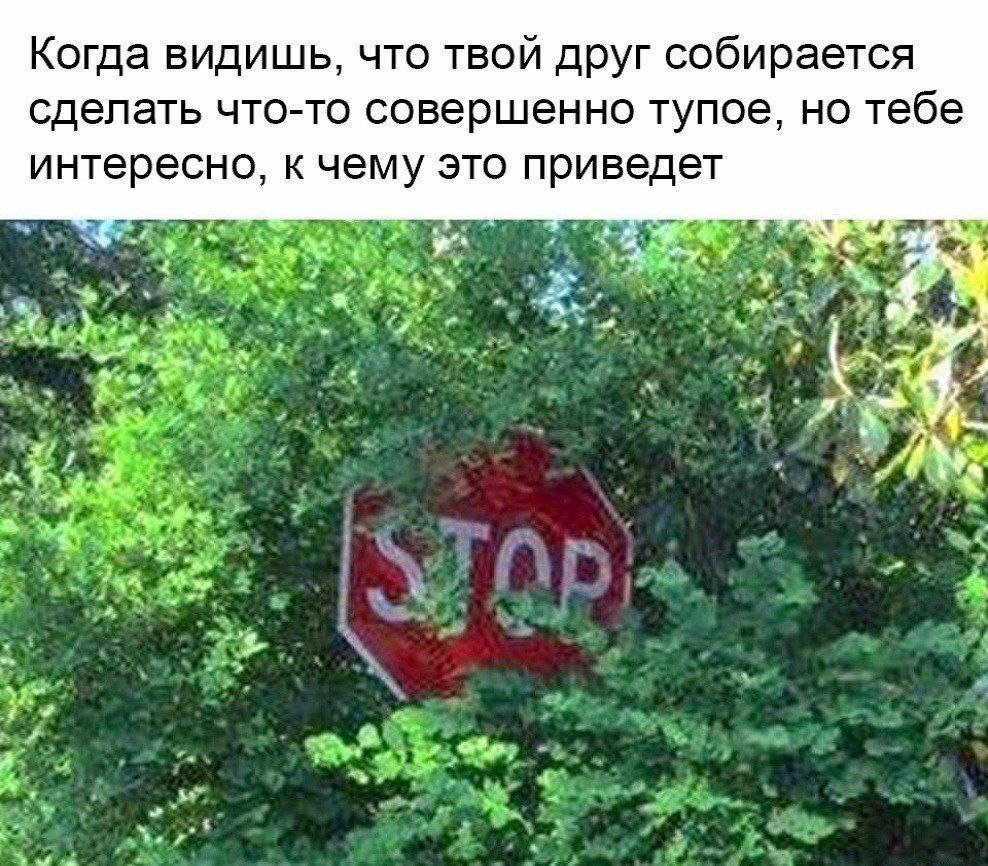 Когда видишь, что твой друг собирается сделать что-то совершенно тупое, но тебе интересно, к чему это приведет a
