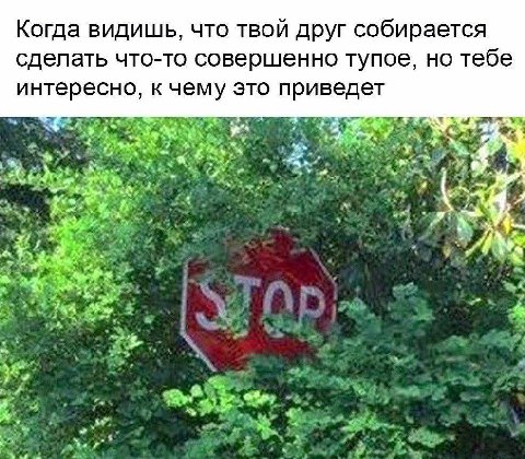 Когда видишь, что твой друг собирается сделать что-то совершенно тупое, но тебе интересно, к чему это приведет a