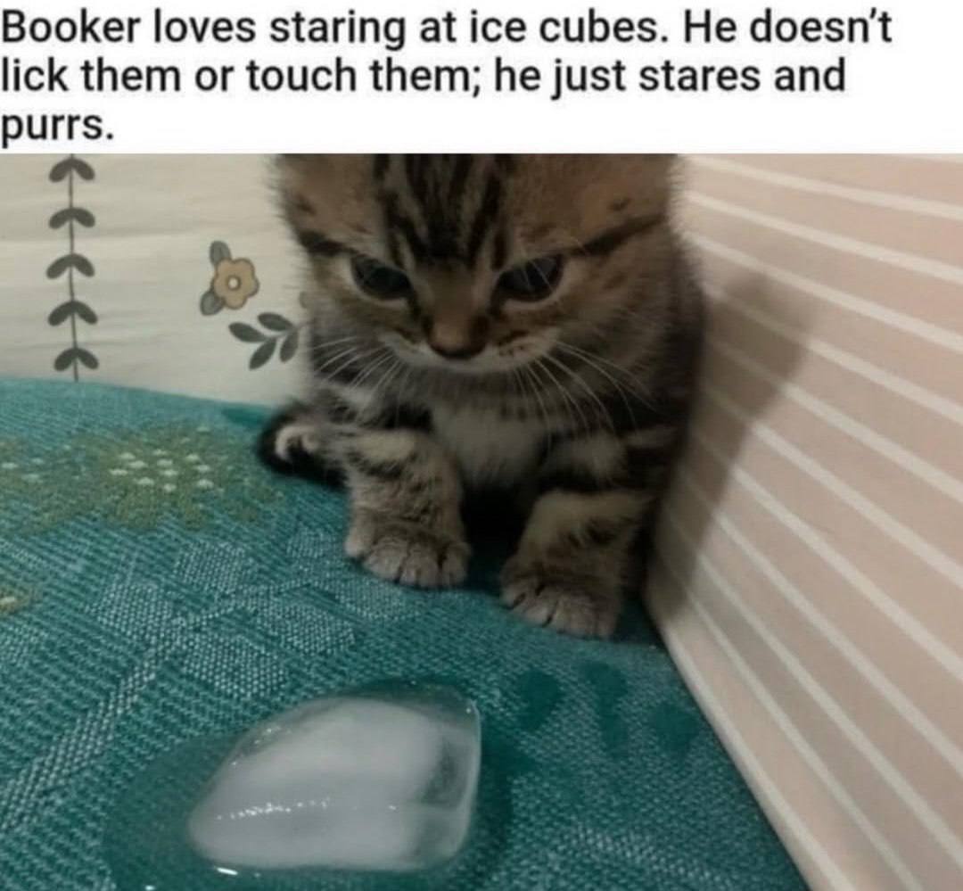 Booker loves staring at ice cubes. He doesn't lick them or touch them; he just stares and purrs.