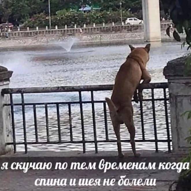 as 4 we. 3 я скучаю по тем бременам когда слина и шея не болели
