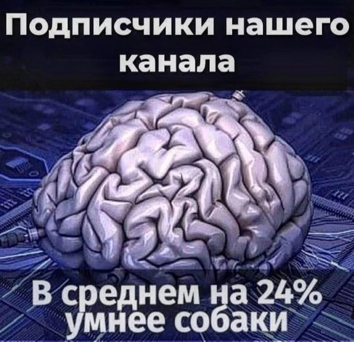 Подписчики нашего канала В среднем на 24% умнее собаки