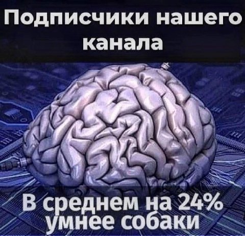 Подписчики нашего канала В среднем на 24% умнее собаки