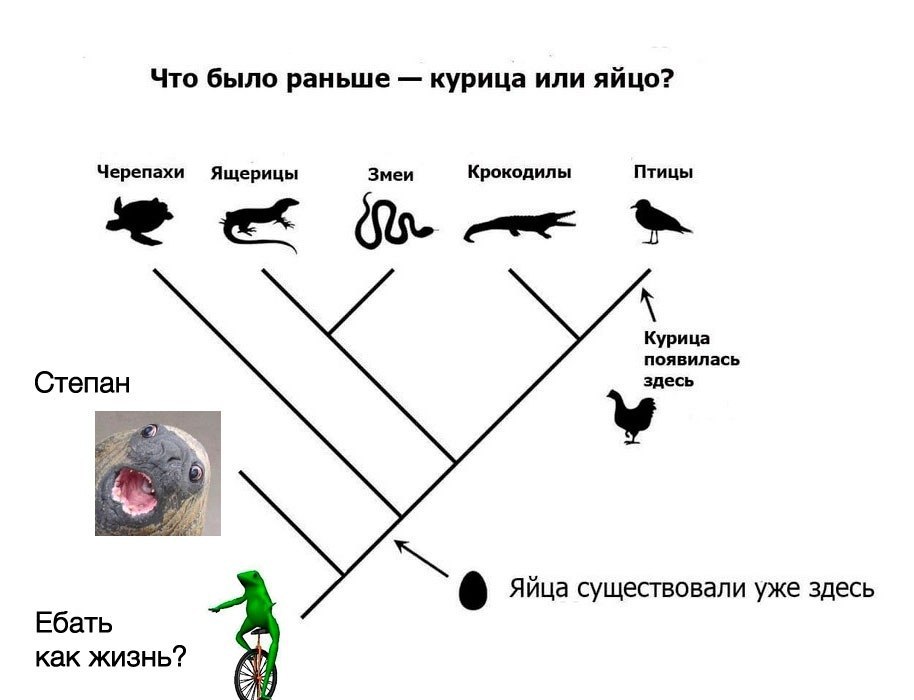 Что было раньше курица или яйцо? Черепахи Ящерицы Змеи Крокодилы Птицы Курица появилась Степан здесь Яйца существовали уже здесь Ебать как жизнь?