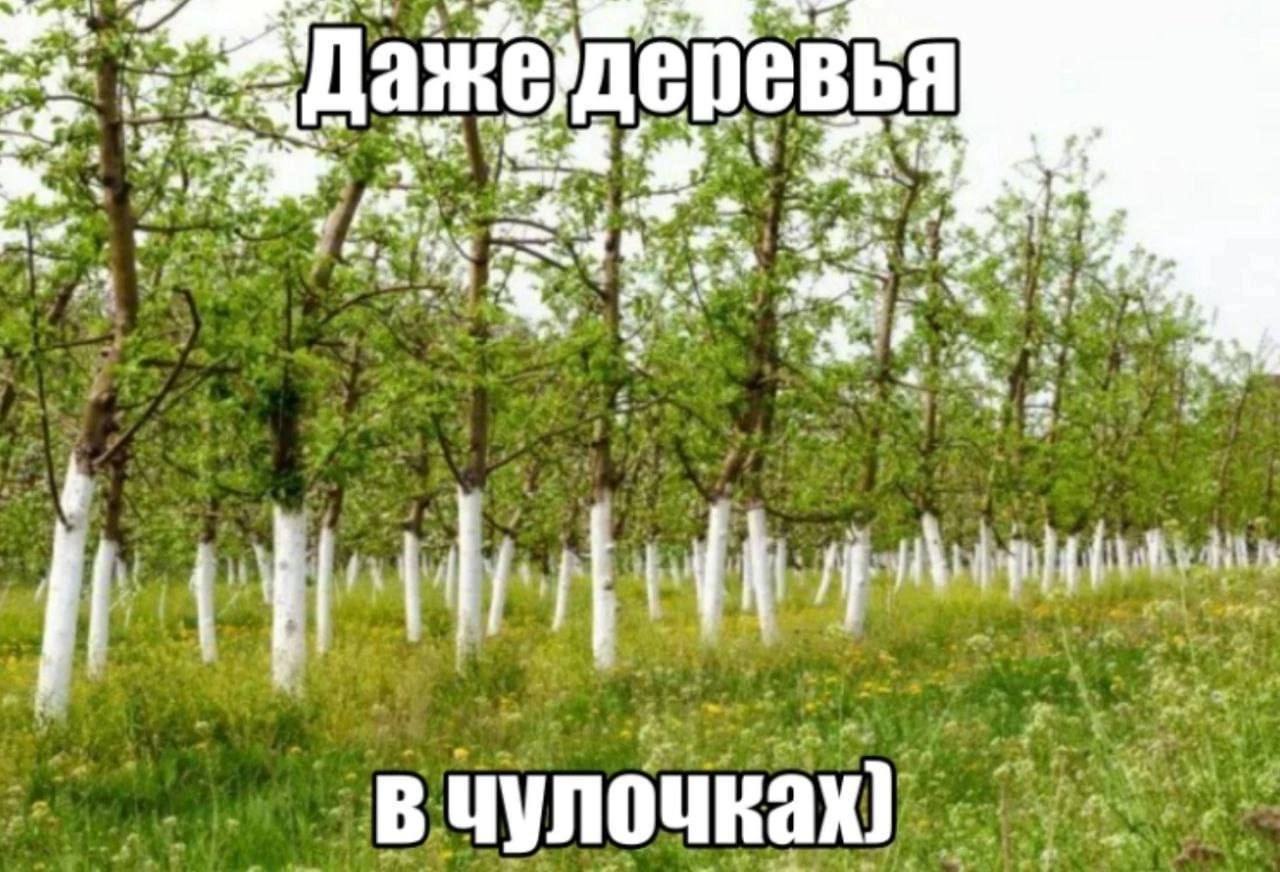 ait ‚деревья a 2% в чулочках)