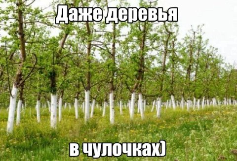 ait ‚деревья a 2% в чулочках)