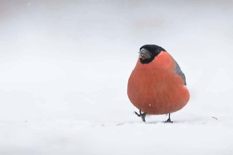 @snegiriandglue