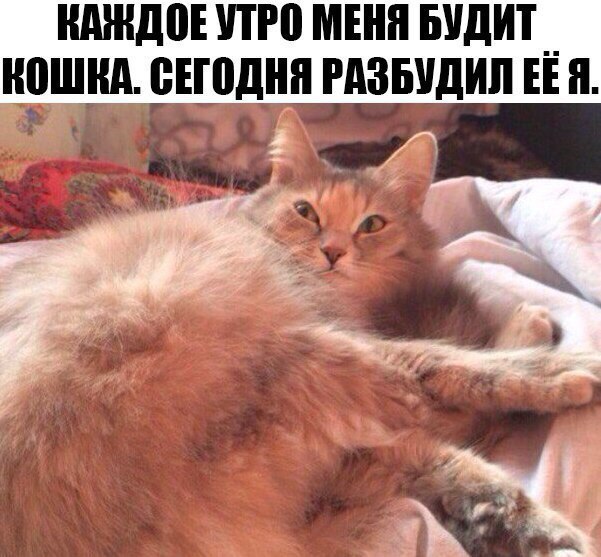 КАЖДОЕ УТРО МЕНЯ БУДИТ КОШКА. СЕГОДНЯ РАЗБУДИЛ Я. 2 a