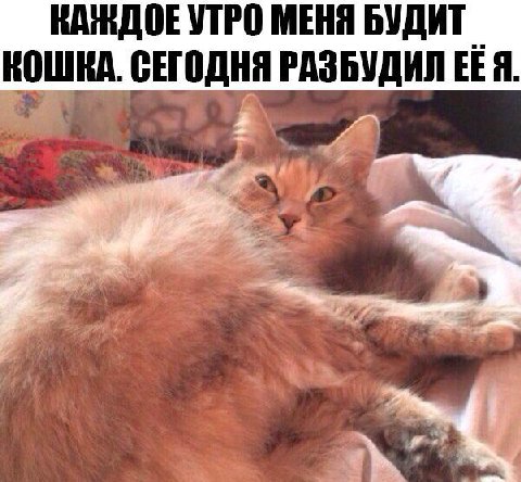 КАЖДОЕ УТРО МЕНЯ БУДИТ КОШКА. СЕГОДНЯ РАЗБУДИЛ Я. 2 a