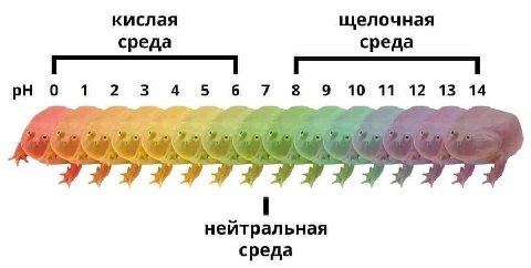 кислая щелочная среда среда 0 12 3 4 5 6 7 8 9 10 11 12 13 14 1 нейтральная среда