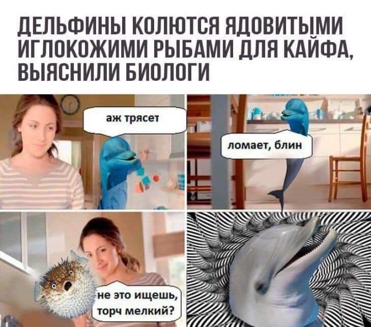 ДЕЛЬФИНЫ КОЛЮТСЯ ЯДОВИТЫМИ ИГЛОКОЖИМИ РЫБАМИ ДЛЯ КАИФА, ВЫЯСНИЛИ БИОЛОГИ i ломает, 77777 не это ищешь, мелкий? 77