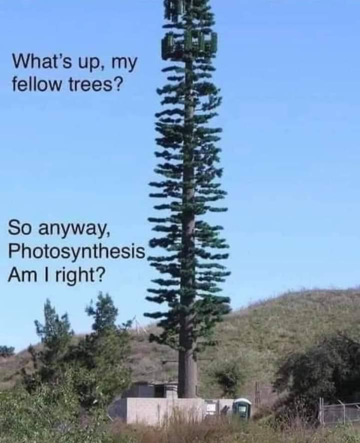 up, my fellow trees? So anyway, Photosynthesis