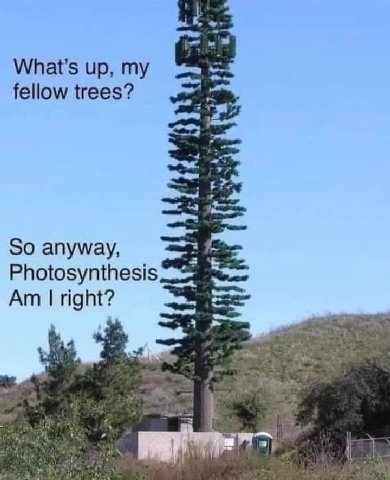 up, my fellow trees? So anyway, Photosynthesis