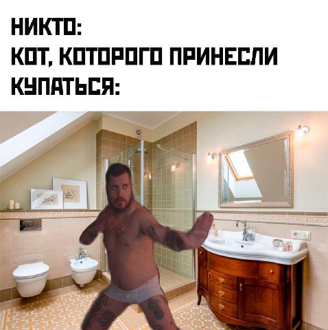 НИКТО: КОТ, КОТОРОГО ПРИНЕСЛИ КУПАТЬСЯ: i i