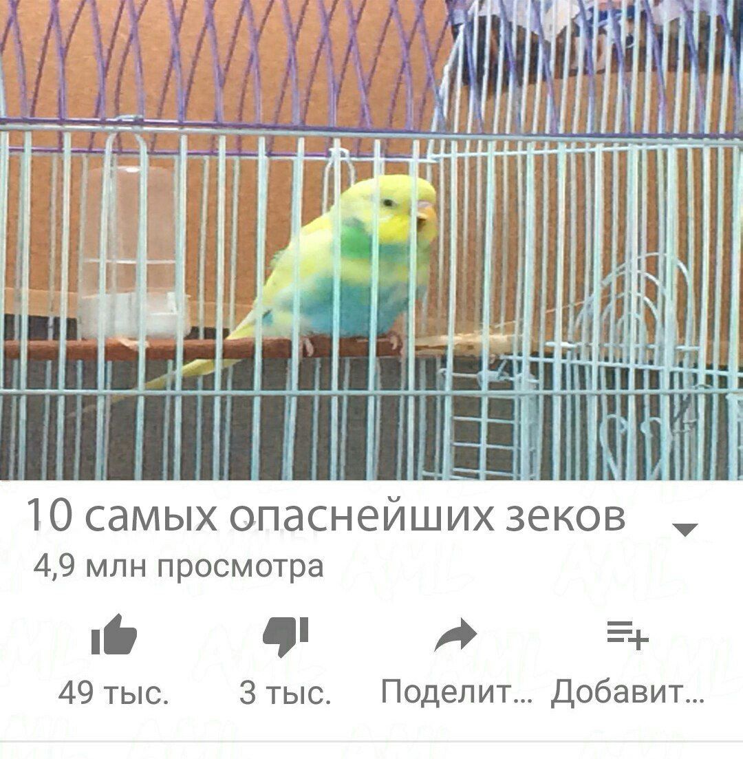 10 самых опаснейших зеков 4,9 млн просмотра #1 49 тыс 3 тыс Поделит... Добавит