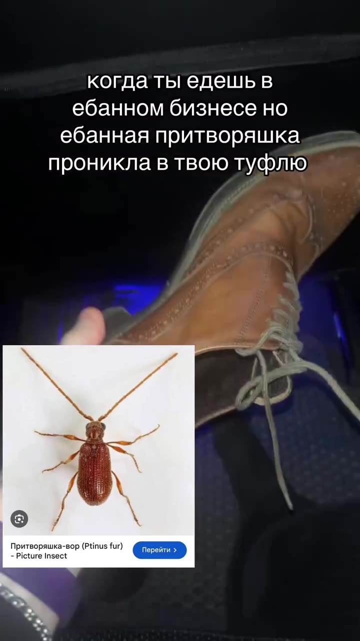 ‚ когдаты едешь в 3 ебанном бизнесе HO ебанная притворяшка проникла в твою туфлю Притворяшка-вор (Ptinus fur) = когда ты едешьв