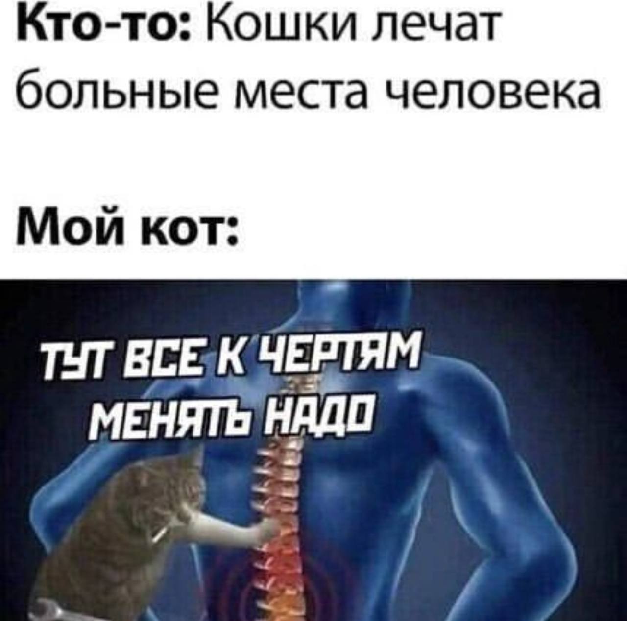 Кто-то: Кошки лечат больные места человека Мои кот: ТУТ МЕНЯТЬ