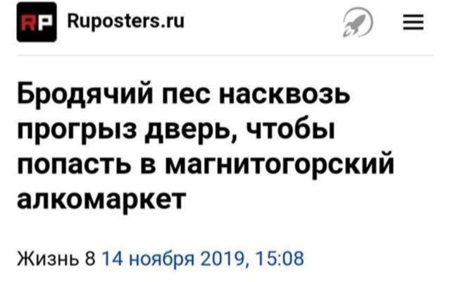 Ruposters.ru Бродячий пес насквозь прогрыз дверь, чтобы попасть в магнитогорский алкомаркет Жизнь 8 14 ноября 2019, 15:08