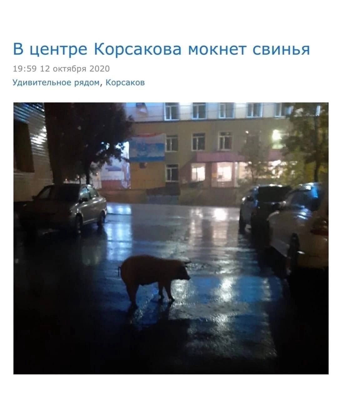 В центре Корсакова мокнет свинья 19:59 12 октября 2020 Удивительное рядом, Корсаков i 4