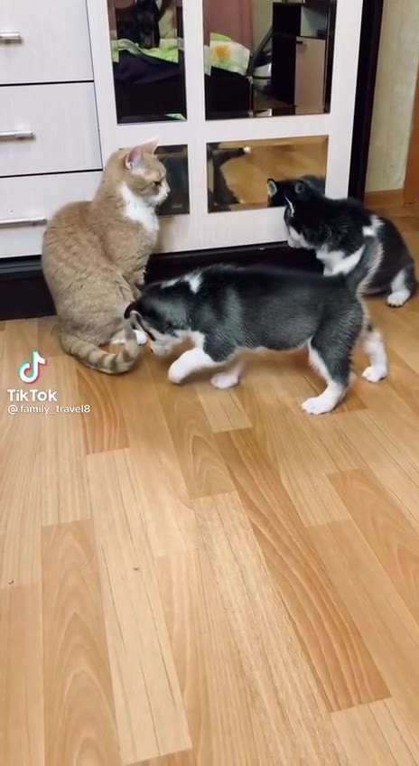 TikTok @tamily
