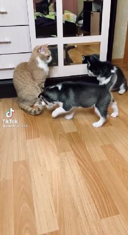 TikTok @tamily