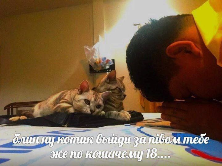 блинну котик тебе