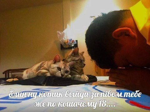 блинну котик тебе