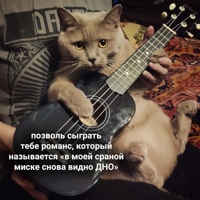 позволь сыграть тебе романс, который называется «в моей сраной миске снова видно ДНО»