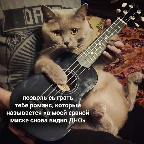 позволь сыграть тебе романс, который называется «в моей сраной миске снова видно ДНО»
