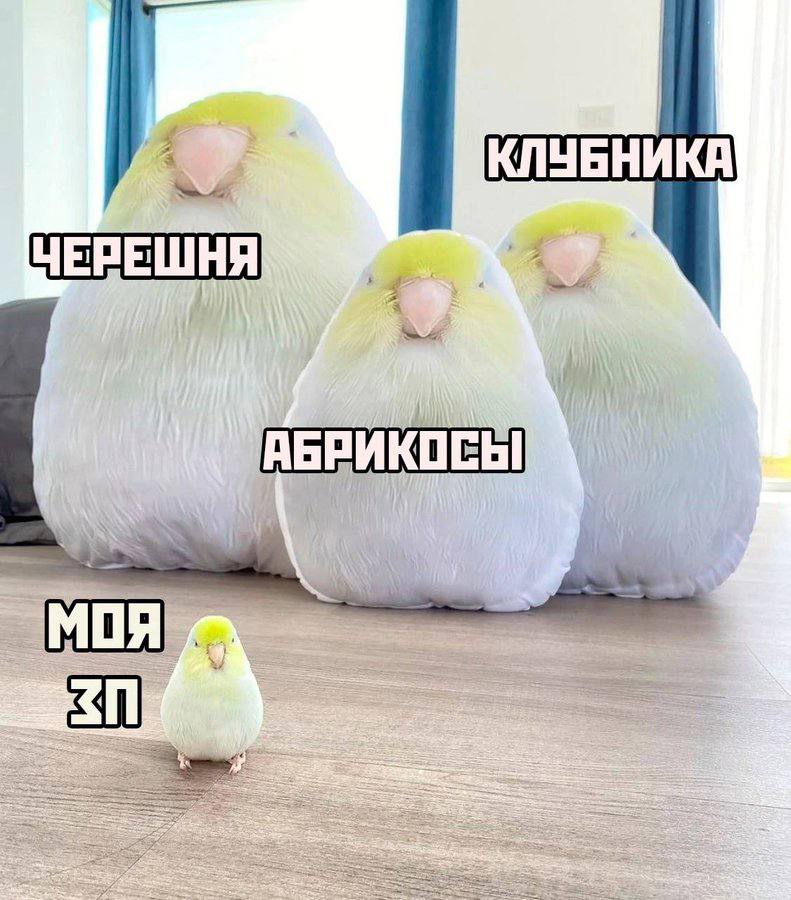 a a АБРИКОСЫ