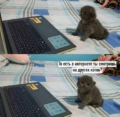 есть в интернете ты смотришь на других котов? 7