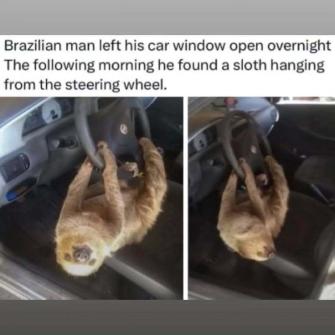 Brazilian man left his саг window open overnight The following moming he found a sloth hanging from the steering wheel.