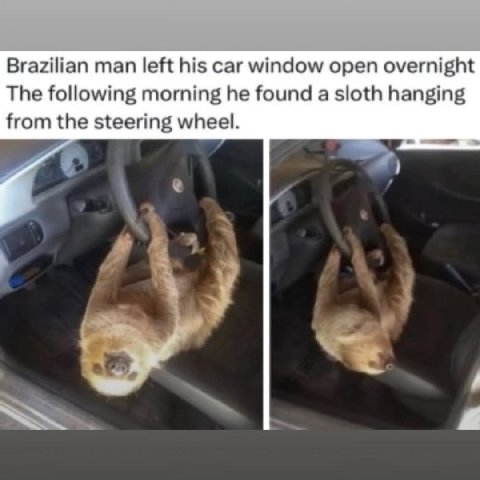 Brazilian man left his саг window open overnight The following moming he found a sloth hanging from the steering wheel.
