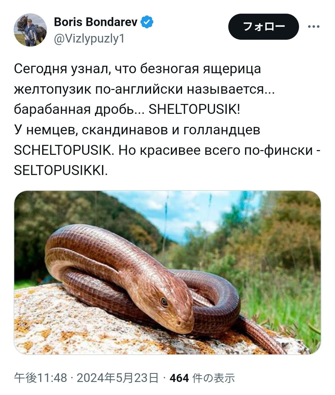 7 Boris Bondarev @Vizlypuzly1 Сегодня узнал, что безногая ящерица желтопузик по-английски называется... барабанная дробь... SHELTOPUSIK! У немцев, скандинавов и голландцев SCHELTOPUSIK. Но красивее вс