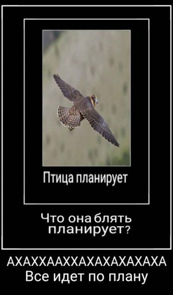 Птица планирует Что онаблять планирует? АХАХХААХХАХАХАХАХАХА Все идет по плану