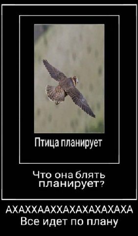 Птица планирует Что онаблять планирует? АХАХХААХХАХАХАХАХАХА Все идет по плану