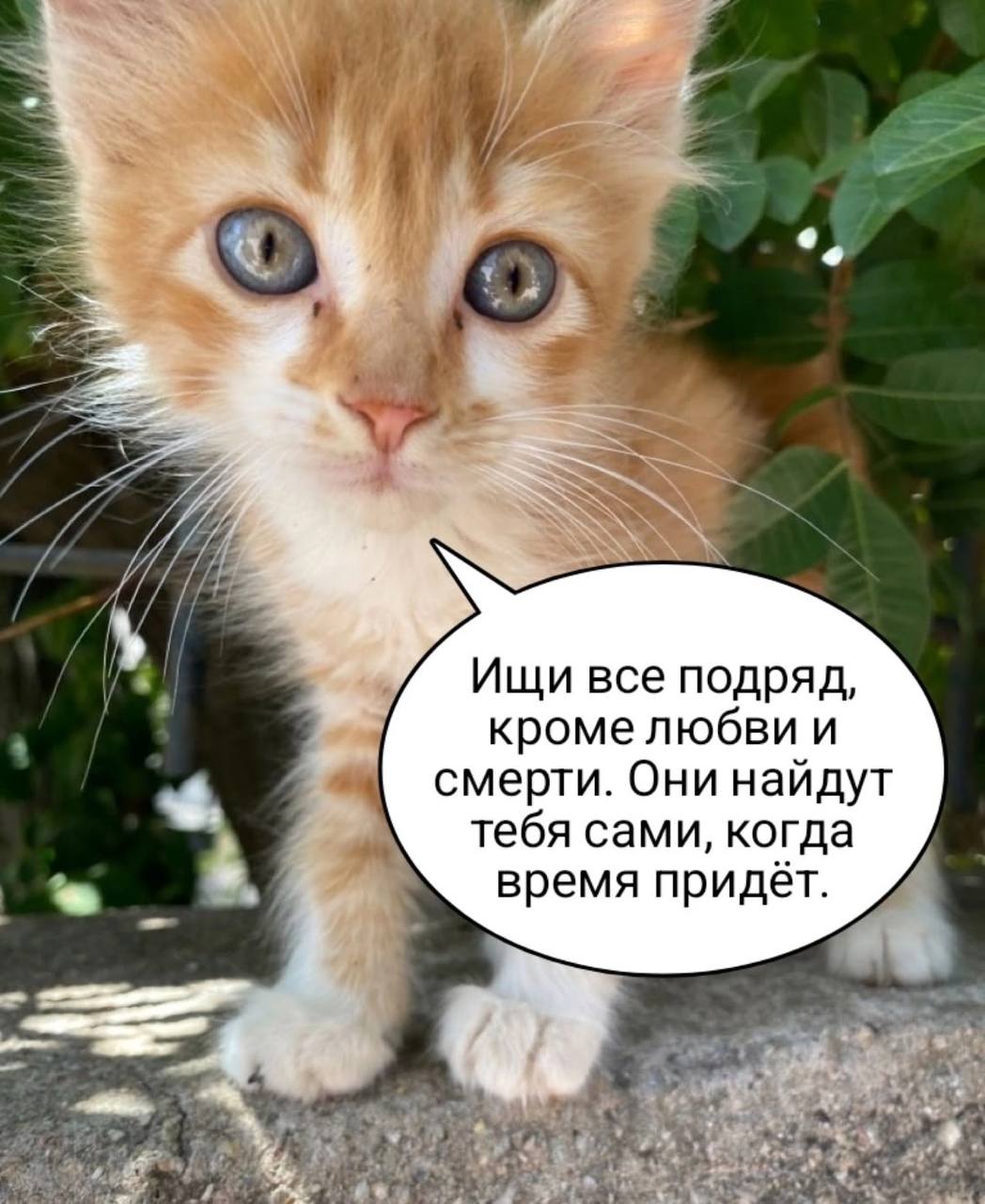 у Ищи все подряд, кроме любви и смерти. Они найдут тебя сами, когда время придёт.