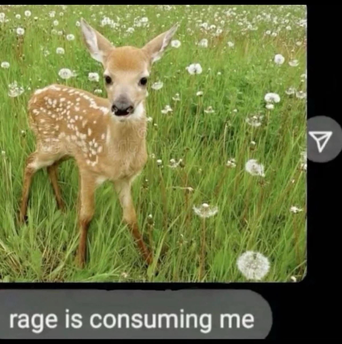 at у rage 1$ consuming me