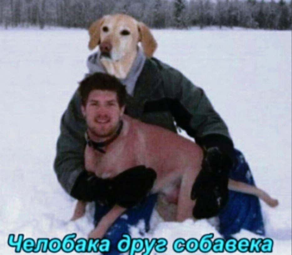 челобака друг собавека