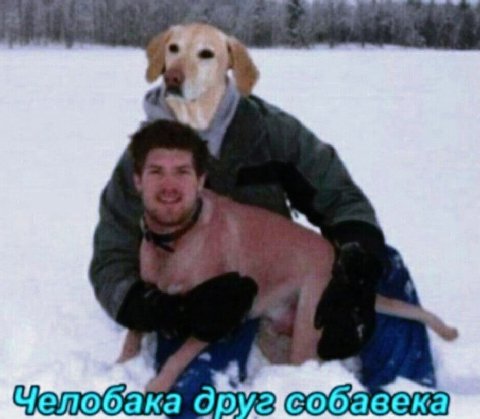 челобака друг собавека