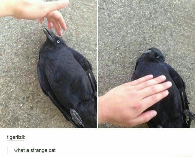 4 у tigerlizii: what a strange cat