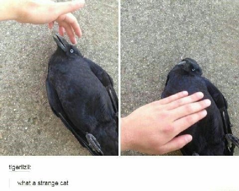 4 у tigerlizii: what a strange cat